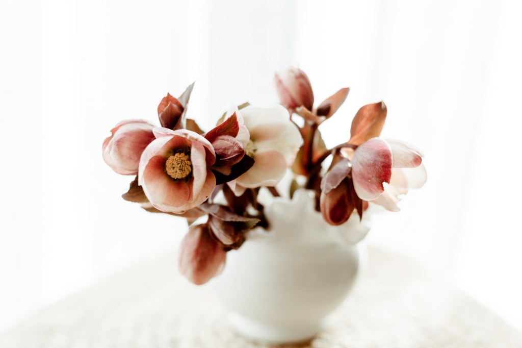 Top Flowers to Plant This Spring: My Favorite Picks