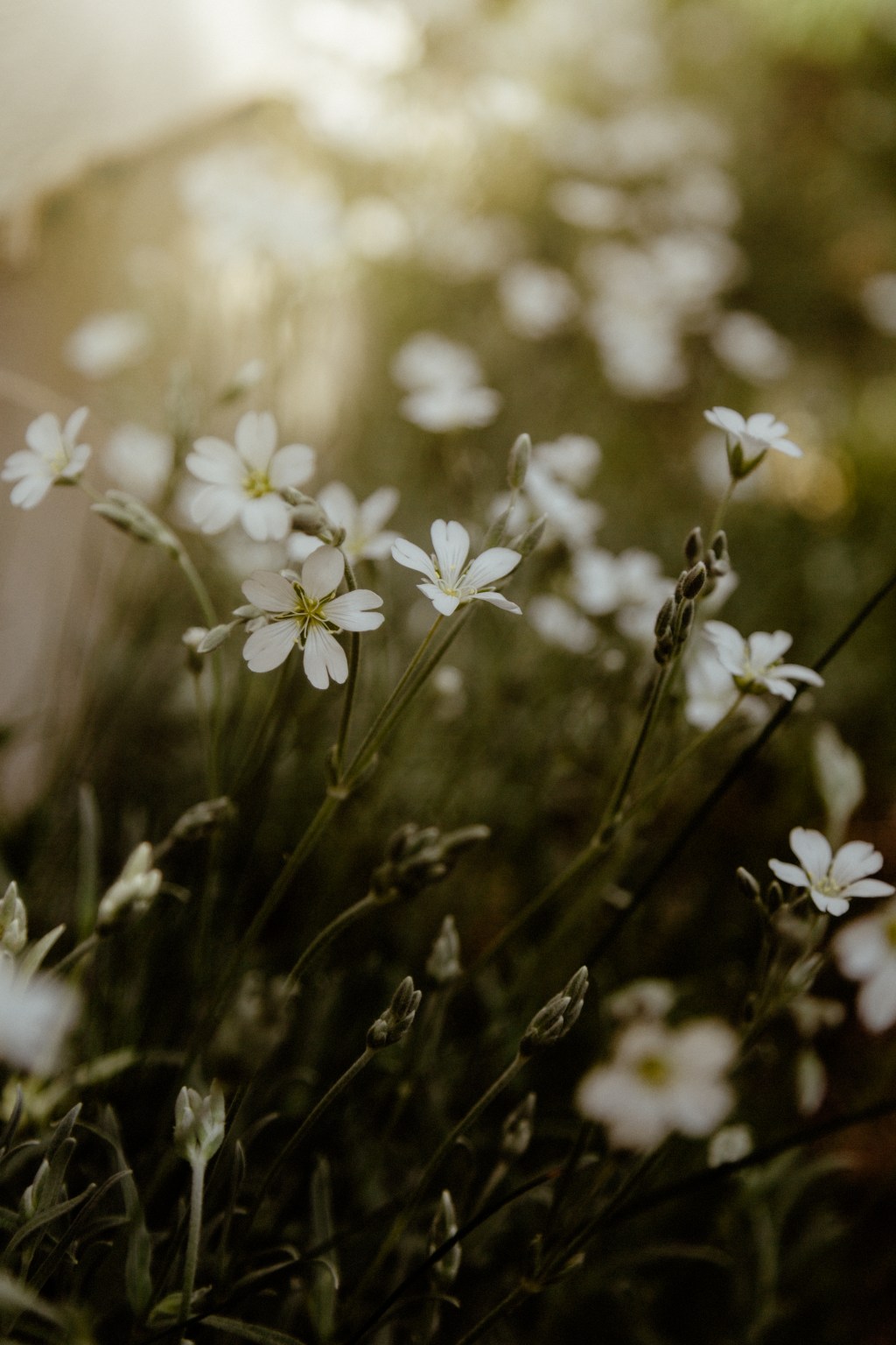 Finding Beauty in Everyday Moments