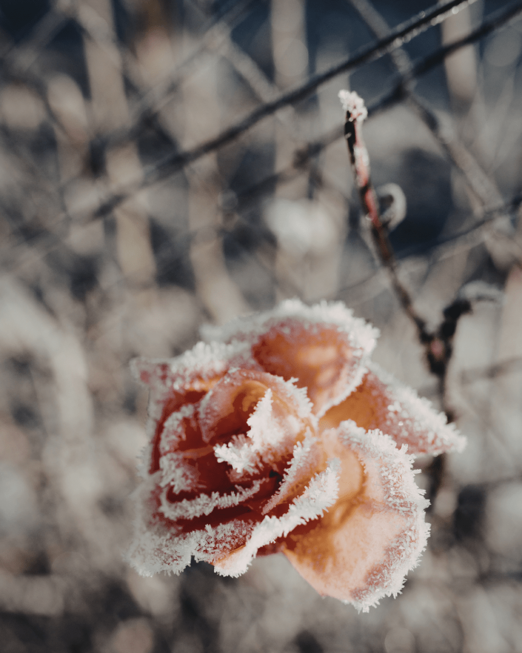 The Small Winter Rituals That Are Carrying Me Through This Season